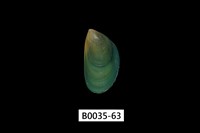 藏品(綠殼菜蛤)的圖片